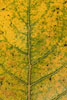 Herbst - Laubdetails