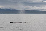 Whale Watching - Island