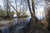 Klicken Sie das Vorschaubild an, um das Foto in h�herer Aufl�sung zu sehen...