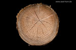 Baumdetails