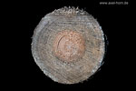 Baumdetails