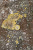 Baumrinde