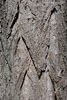 Baumrinde