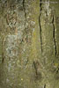 Baumrinde
