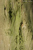 Baumrinde