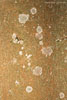 Baumrinde