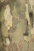 Baumrinde
