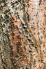 Baumrinde