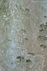 Baumrinde