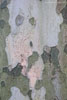 Baumrinde