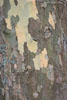 Baumrinde