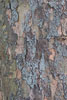 Baumrinde
