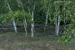 Binnendne