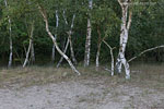 Binnendne