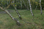 Binnendne