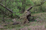 Bornholm