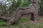 Bornholm