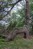 Bornholm