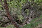 Bornholm