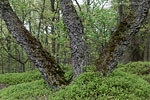 Bornholm