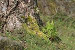 Bornholm