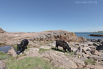 Bornholm