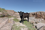 Bornholm