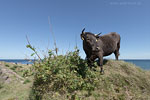 Bornholm
