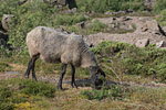 Bornholm