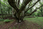 Bornholm