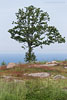 Bornholm