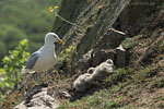 Bornholm