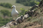 Bornholm
