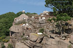 Bornholm