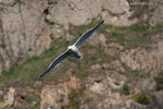 Bornholm