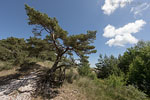 Bornholm