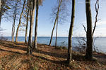 Brodtener Steilufer