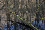 Bruchwald
