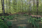 Bruchwald
