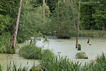 Bruchwald