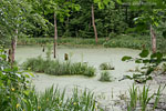 Bruchwald