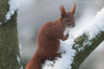 Eichhrnchen