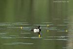Enten