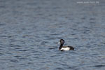 Enten
