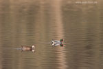 Enten