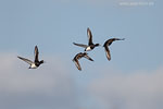 Enten
