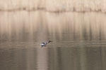Enten