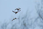 Enten