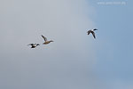 Enten