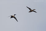 Enten